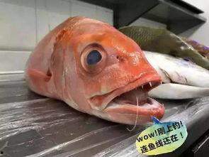 中国明星海捞鱼,中国明星的海洋探险之旅