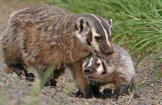 獾仔独家爆料视频下载,獾仔爆料视频幕后真相大起底