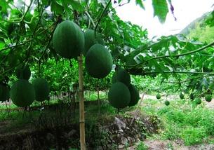 南宁这种吊瓜怎么吃,解锁夏日清新美味