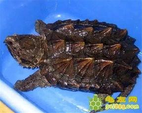 怎么看鳄龟料坏了,鳄龟饲料变质鉴定与应对策略