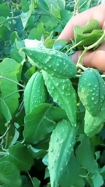 什么瓜的瓜瓢能刷锅吃,一物多用，刷锅还能食用