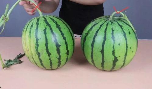 吃瓜也不甜,探寻瓜类食品的独特魅力