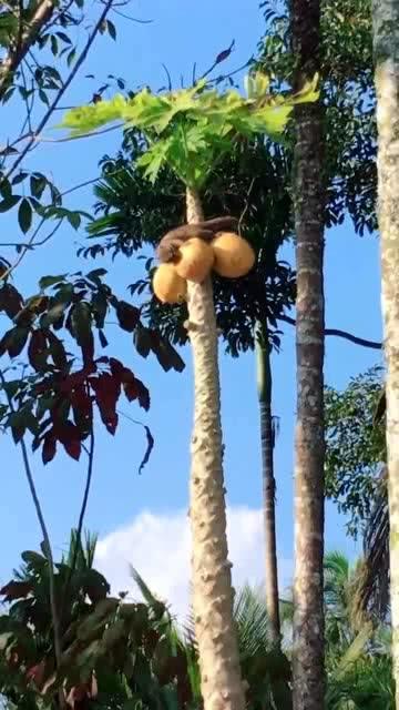 松鼠可以吃熟瓜吗,熟瓜在它们食谱中的地位