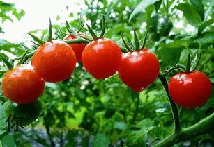 网红西红柿深圳买房,揭秘网红背后的房产投资之路