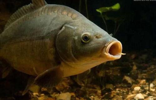 镜鲤吃瓜酱,揭秘吃瓜酱的独特魅力