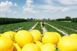 民勤蜜瓜节吃瓜比赛视频,瓜王争霸，甜蜜狂欢盛宴