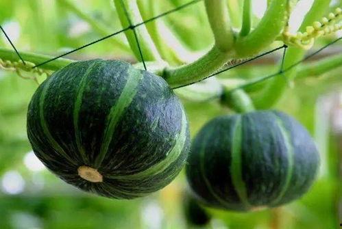 以色列贵族吃瓜,品味奢华与传统的交融