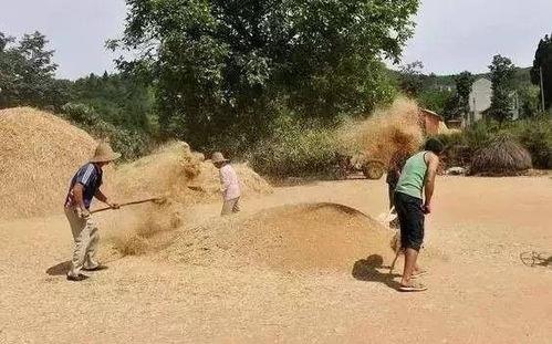 农村兄弟吃土瓜,共享田园生活的甜蜜滋味