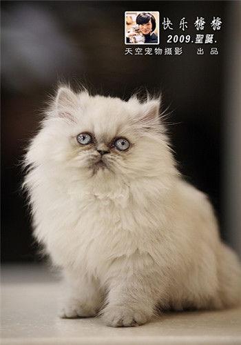 所有网红自制宠物猫,自制萌宠们的魅力之旅