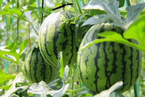 现摘西瓜吃瓜自由,尽享吃瓜自由新体验