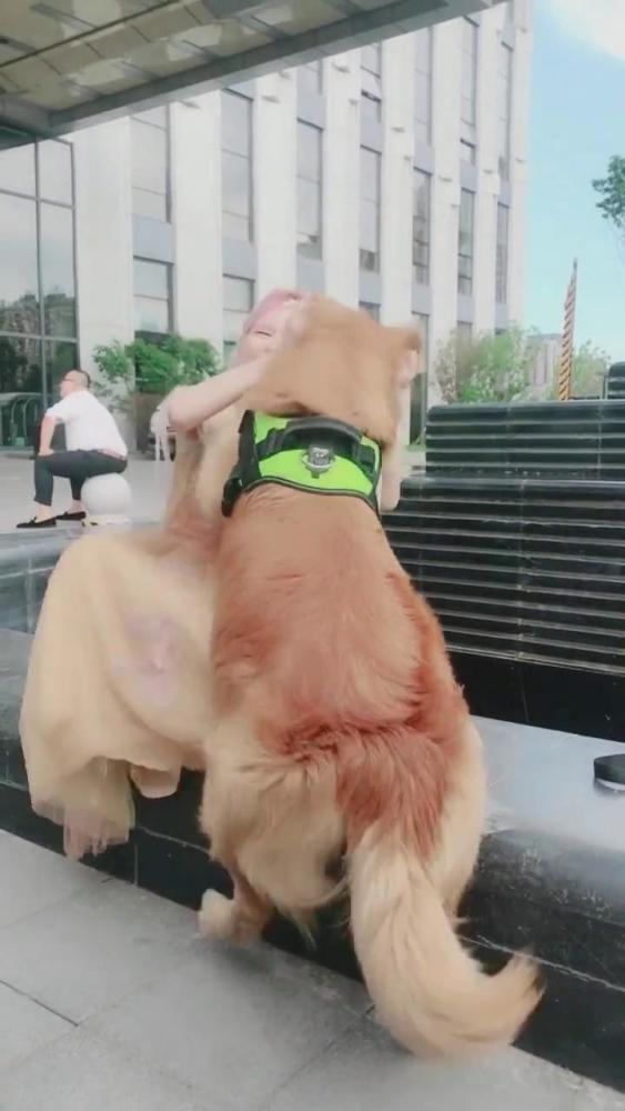 网红轮胎狗现状如何,从网络红人到社会现象的蜕变