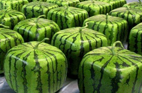 哪里可以吃大学的瓜,大学里的那些“瓜”与秘密