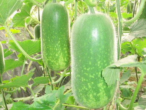 星河一品吃瓜,揭秘娱乐圈的“吃瓜”盛宴