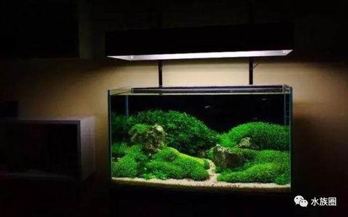 水草缸头条,揭秘水草养殖的奥秘与技巧