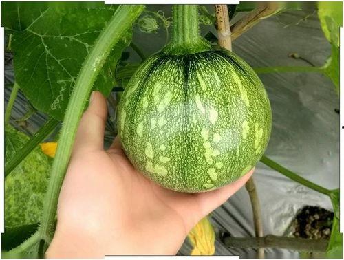 小小只吃瓜,小小只的瓜田奇遇记