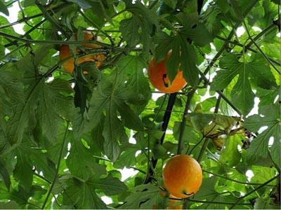 吃吊瓜吧,一场舌尖上的吊瓜盛宴