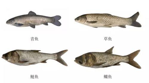 青鱼吃茭瓜草,茭瓜草的独特魅力